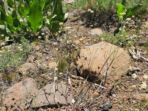 iNaturalist observation photo of Naked Buckwheat