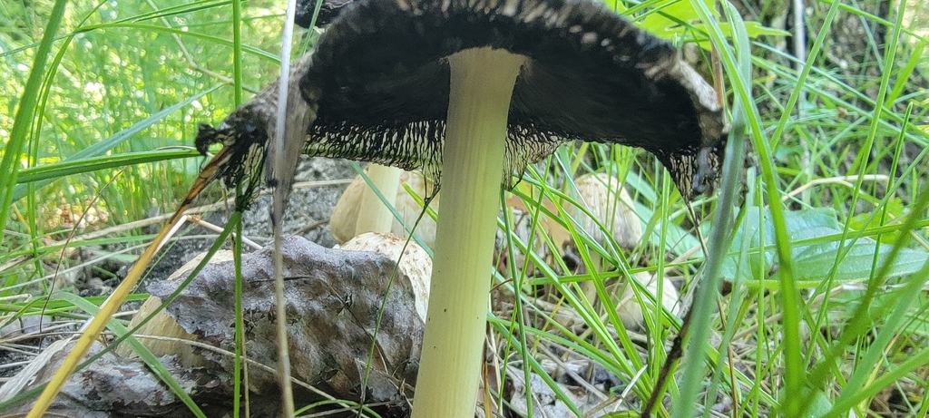 Common Ink Cap · July 2026 · photo: Photo: (c) Lauren Markewicz, some rights reserved (CC BY) · iNaturalist