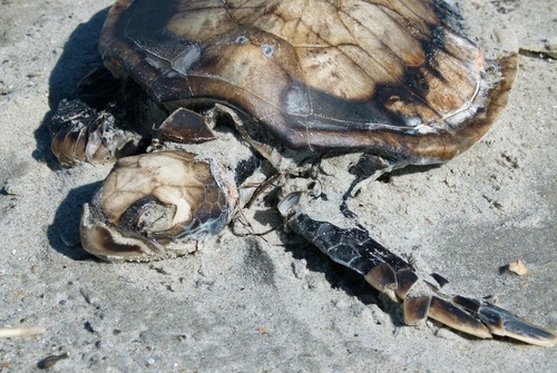 Green Sea Turtle photographed in North Carolina