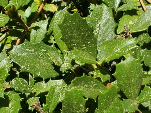 iNaturalist observation photo of Mahala mat