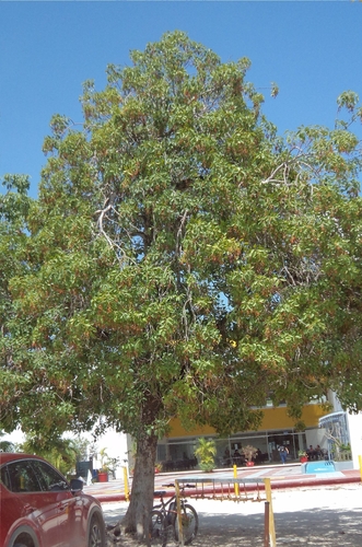 Metopium brownei, photograph 2