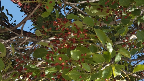 Metopium brownei, photograph 3