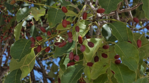 Metopium brownei, photograph 4