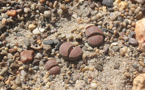 Lithops villetii subs. deboeri (Schwantes) D.T.Cole C258 2