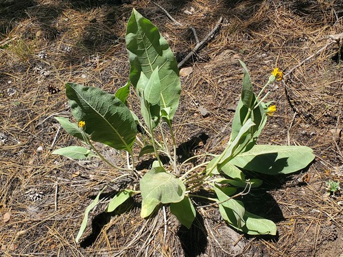 iNaturalist observation photo of woolly mule's ears