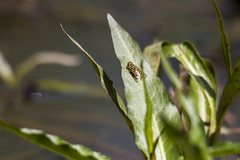 Parhelophilus integer