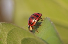 Harmonia axyridis