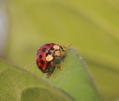 Harmonia axyridis