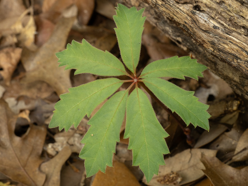 Parthenocissus heptaphylla, photograph 1
