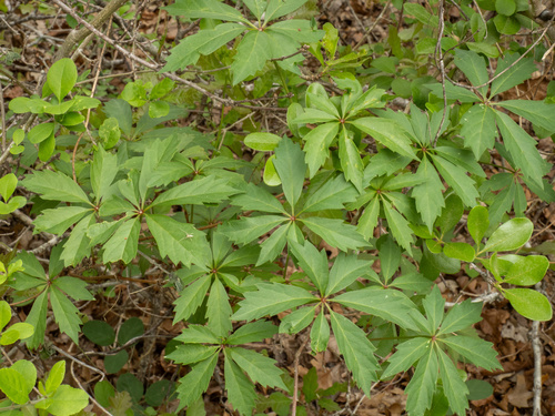 Parthenocissus heptaphylla, photograph 2