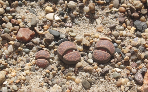 Lithops villetii subs. deboeri (Schwantes) D.T.Cole C231 2