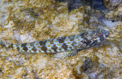 Sand Diver photo 5