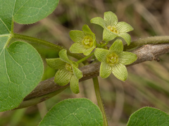 Matelea edwardsensis