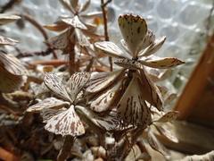 Kalanchoe rhombopilosa