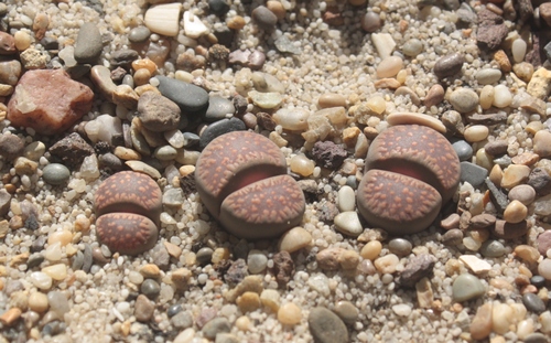 Lithops villetii subs. deboeri (Schwantes) D.T.Cole C258
