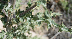 Cirsium occidentale occidentale
