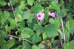 Ipomoea cordatotriloba