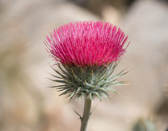 Cirsium occidentale occidentale