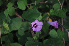 Ipomoea cordatotriloba