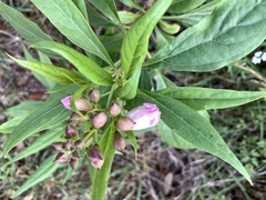 × chitalpa tashkentensis