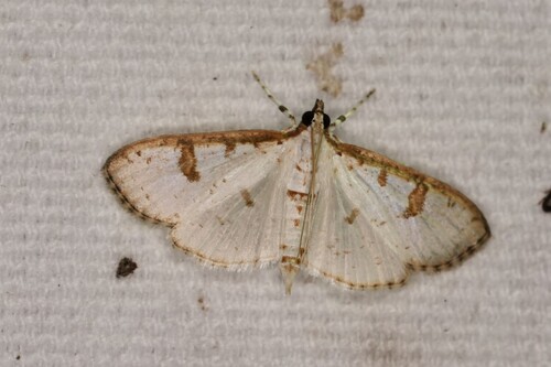Inkblot Palpita Moth photo 5