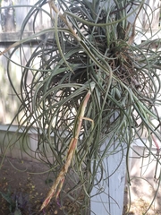 Tillandsia baileyi