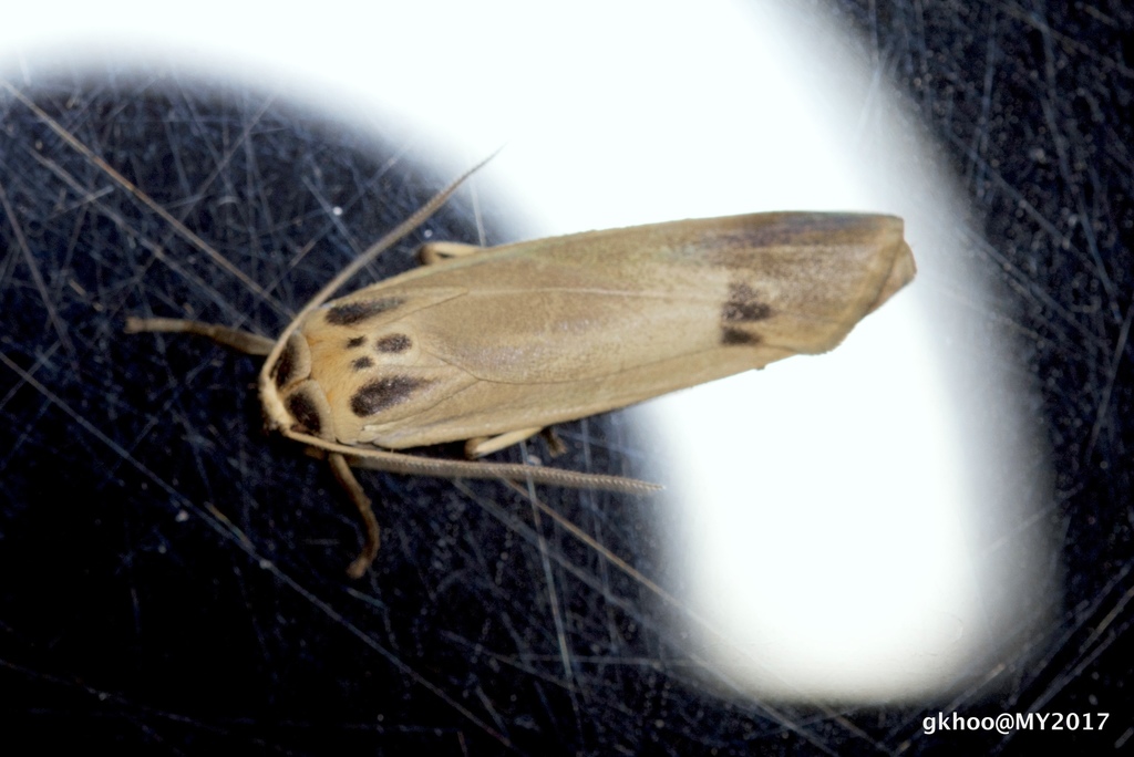 Tigrioides puncticollis