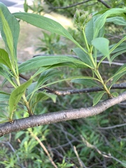 × chitalpa tashkentensis
