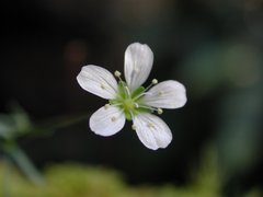Mononeuria cumberlandensis