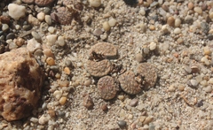 Lithops verruculosa