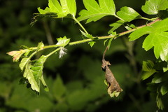 Monilinia johnsonii