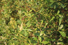 Morella cerifera