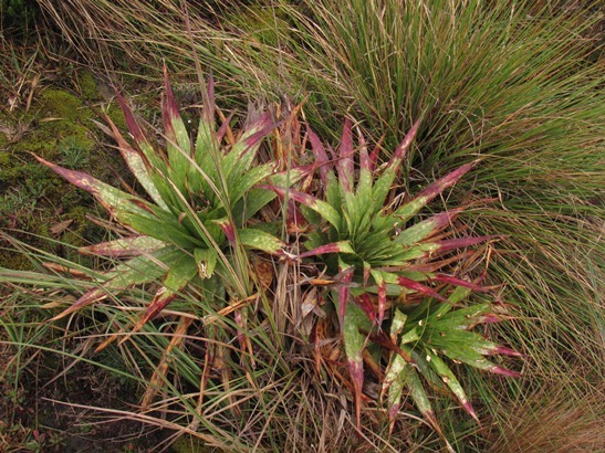Puya nitida