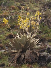 Espeletia grandiflora