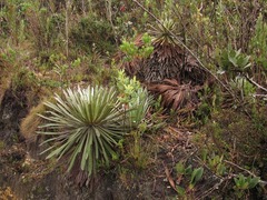 Espeletia corymbosa