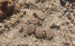 Lithops verruculosa