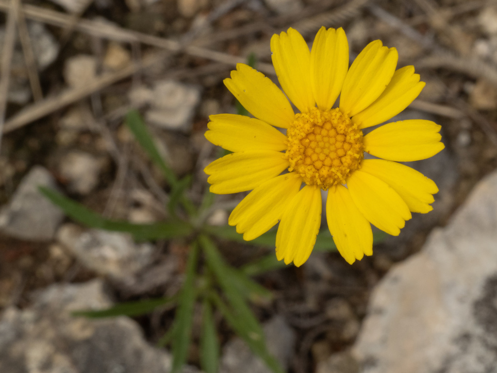 Tetraneuris linearifolia; photograph (c) Turner Brockman, some rights reserved (CC BY-SA)