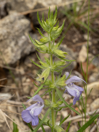 Salvia engelmannii, photograph 2