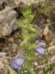 (c) Turner Brockman, some rights reserved (CC BY-SA) Salvia engelmannii, photograph (c) Turner Brockman, some rights reserved (CC BY-SA)