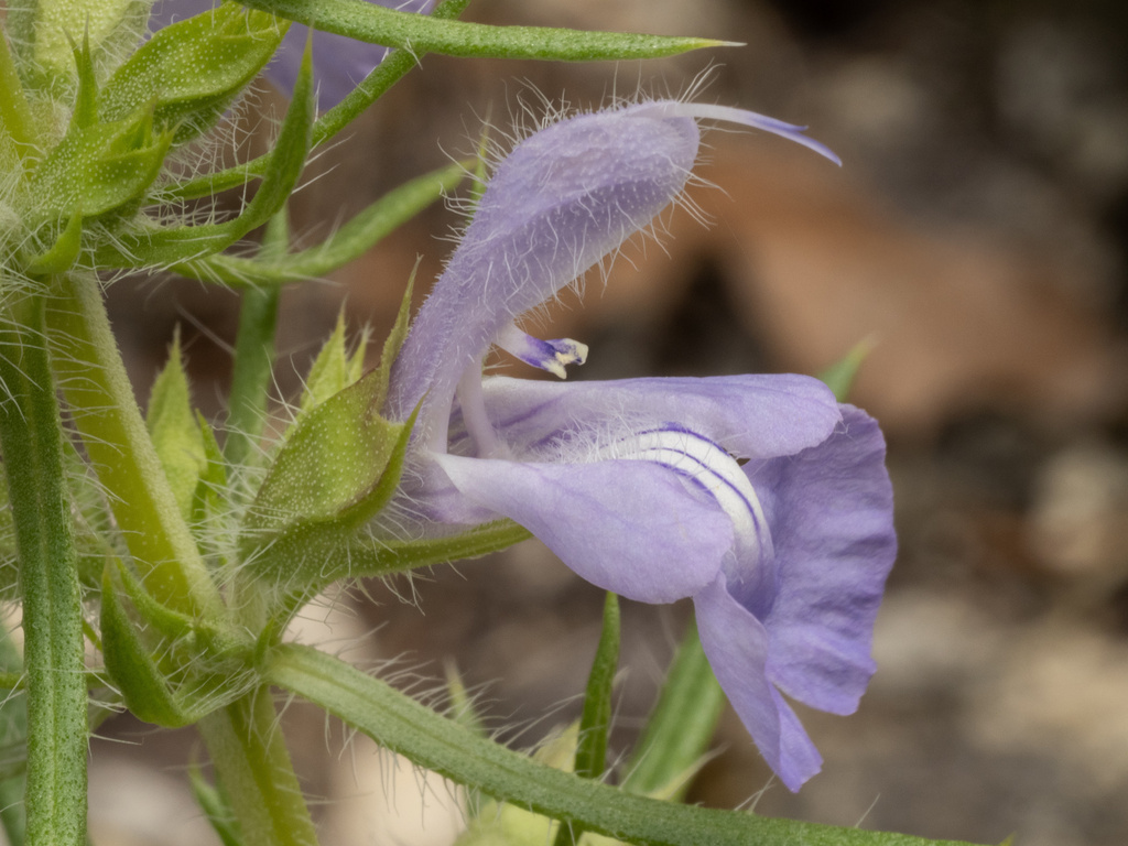 Salvia engelmannii; photograph (c) Turner Brockman, some rights reserved (CC BY-SA)