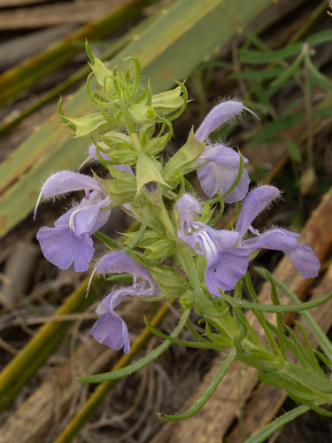 Salvia engelmannii