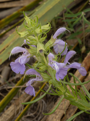(c) Turner Brockman, some rights reserved (CC BY-SA) Salvia engelmannii, photograph (c) Turner Brockman, some rights reserved (CC BY-SA)