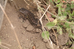 Sceloporus occidentalis