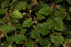 Rubus tricolor