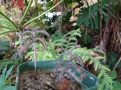 Kalanchoe beauverdii