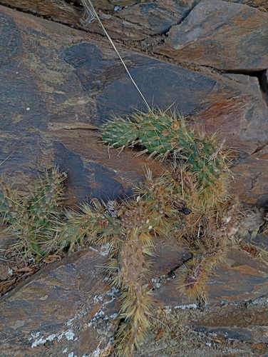 Airampoa corrugata