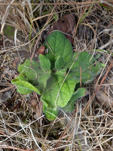 Rayless Sunflower