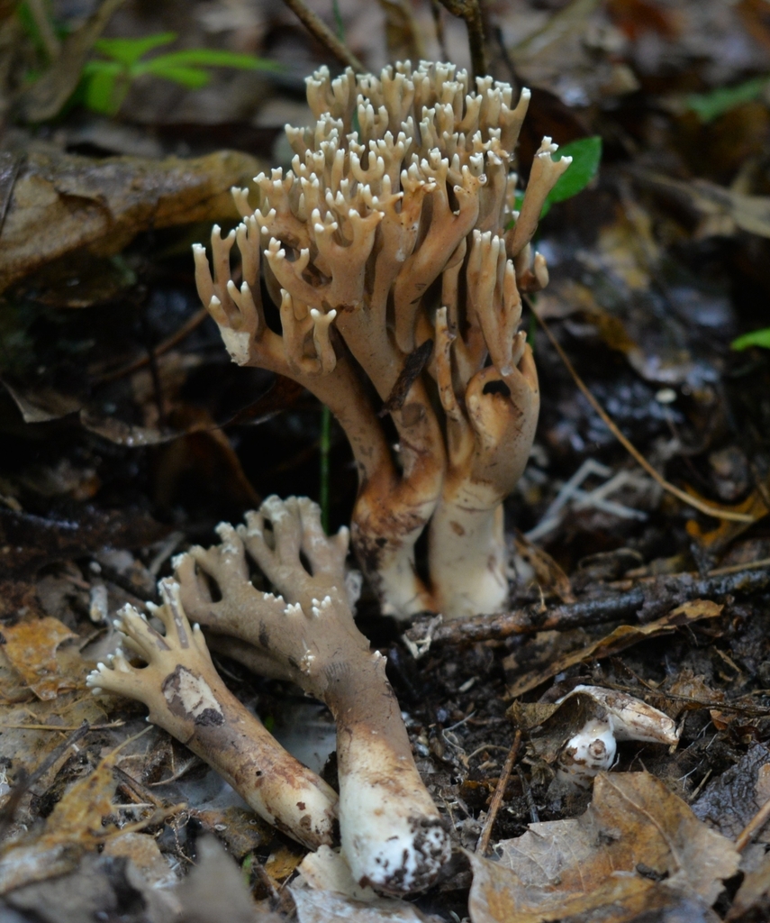 Ramaria grandis · July 2026 · photo: Photo: (c) Ben Gruhot, some rights reserved (CC BY) · iNaturalist