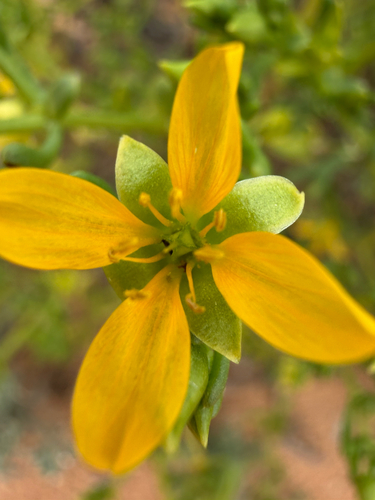 Shrubby Twinleaf