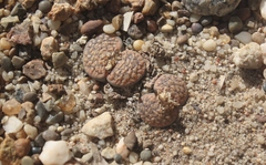 Lithops verruculosa